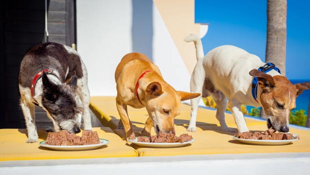 ¿Cuáles son los mejores piensos para perro?