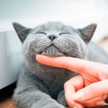 mejor pienso para gatos