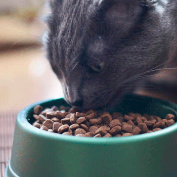 mejor pienso para gatos