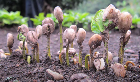 tipos de granos de café